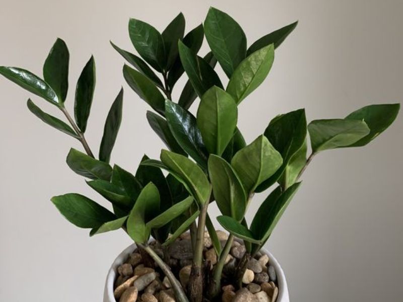 Cây Kim Tiền (Zamioculcas zamiifolia)